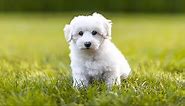 20 Beautiful White Dog Breeds—and How to Keep Them Clean