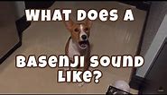 What Does a Basenji Sound Like?