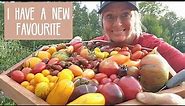Tomato Tasting | 15 Varieties