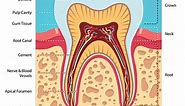 How Accessory Root Canals Affect Your Endodontic Treatments