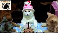 Cat Has Birthday Party With Kitty Friends | CatNips