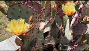 Opuntia violacea ‘Santa Rita’ Prickly Pear Cactus care