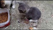 Five Baby Kittens Eating Food | Angry kitten | Cute Kittens