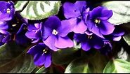 Large beautiful African Violet (saintpaulias) plant - stunning purple flowers and lush green Leaves