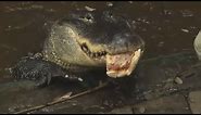 Florida man fights to keep pizza-loving pet alligator