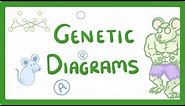 GCSE Biology - Genetic Diagrams #73