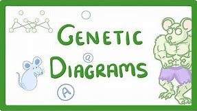 GCSE Biology - Genetic Diagrams #73