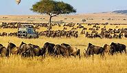The Top 10 African Safari Tours