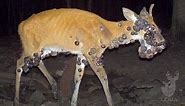 How to Recognize 5 Common, Lethal Deer Diseases | OutdoorHub