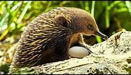 Echidna: Australia's Adorable and Unique Egg-Laying Mammal!