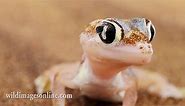 The web-footed gecko of the Namib desert