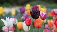 19 Facts Every Tulip Lover Should Know