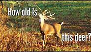 Learn How to Age a Whitetail Deer with Keith Warren