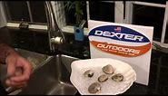How to OPEN Quahogs correctly - Dexter Outdoors