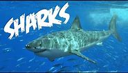 All About Sharks for Children: Animal Videos for Kids - FreeSchool