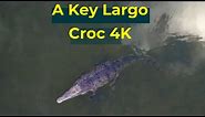 An Up Close and Personal Encounter with a Saltwater Crocodile in the Florida Keys - Drone Footage