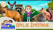 Divlje Životinje - Šumske životinje za decu | Učimo životinje | Izlet u šumu | Šumska avantura