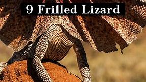 Exploring the Different Types of Lizards | Interesting Facts | The Beast World