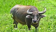 How Much Does a Buffalo Cost? | Buyers’ Guide - Farm and Chill