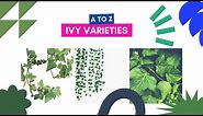 Ivy Varieties A to Z