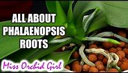 Understanding Phalaenopsis Orchid roots - All you should know!