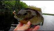 Bluegill Fishing Tips - How To Locate And Catch Big Bluegill (In 2019)