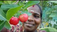 Ooty Apple Hunting|ஊட்டி ஆப்பிள் பறிக்கலாம் வாங்க|My Garden Fruits|Village Food Queen|Renuga Devi