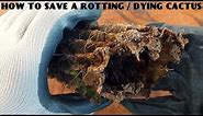How to Save a Rotting/Dying cactus(100% SURE RESULT)