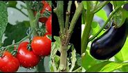 Grafting Tomato With Brinjal | Multiple Grafting| Grafting Multiple Tomato Branch on Eggplant|