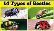 🪲 Beetle Bonanza! 14 Types of Beetles with Pictures for Kids | Beetles Vocabulary | Insect & Bugs