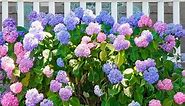 How To Change Hydrangea Colors - Easy Tweak To Get Pink, Blue & Purple Flowers