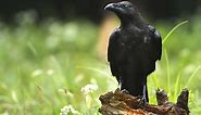 Raven Symbolism & Meaning ( Totem, Spirit & Omens)