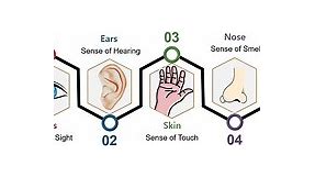 What are the Five Senses of the Human Body? Video, Sight, Hearing, Touch, Smell & Taste - Biology Reader