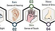 What are the Five Senses of the Human Body? Video, Sight, Hearing, Touch, Smell & Taste - Biology Reader