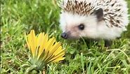 Watch Cute Hedgehog First Time Playing In Grass 😃 #hedgehogs
