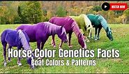 Horse Color Genetics Facts - Coat Colors & Patterns