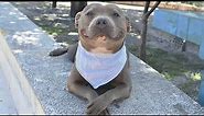 This Smiling Pitbull Dog Will Melt Your Heart 🤣