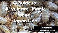 Learn About the Armadillidium vulgare "Magic Potion" Isopod!