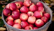 How Much Does a Bushel of Apples Weigh? | Chef Reader