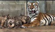 Critically Endangered Siberian Tiger Cubs Born