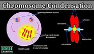 Chromosome Condensation | Chromatin Condensation | Molecular Mechanism Of Chromatin Condensation |