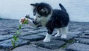 Cute Kitten HD 1080p wallpapers | Download Link included | Latest wallpapers 2021