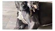 Cute Little Dachshund and His Gentle Giant Great Dane Brother!