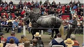 Mid-Ohio Draft Horse Sale, Fall 22’