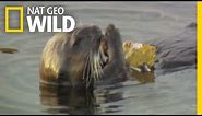 Sea Otters and Their Kitchen Tools | Nature Tech