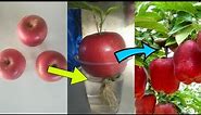 How to grow apple tree from apple fruit🍎🍎