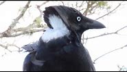 Torresian Crow has White and Black Feathers