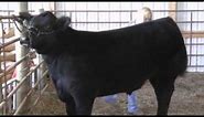 Fluffy Cows Get Their Close-up