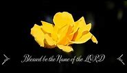 A Beautiful Midas Touch Rose || GOD'S CREATIONS