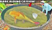 RARE $2,000 Albino Catfish CAUGHT in the WILD!